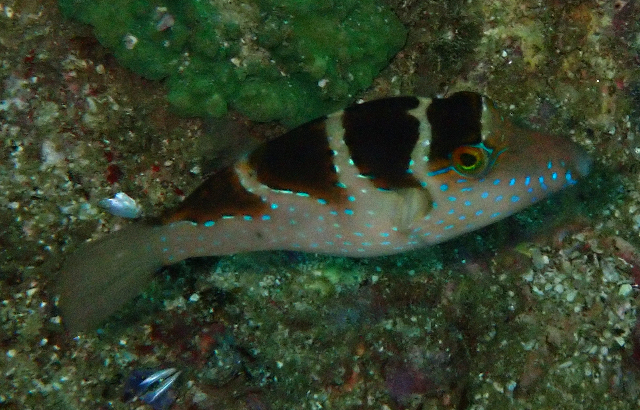 Click to View Black-saddled Toby<br><span style='font-size:12px'><i>Dave & Rose</i></span>