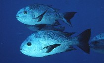 Click to View Black Snapper<br><span style='font-size:12px'><i>Wiki</i></span>