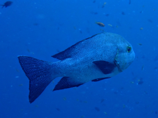Black Snapper<br><span style='font-size:12px'><i>Dave & Rose</i></span>