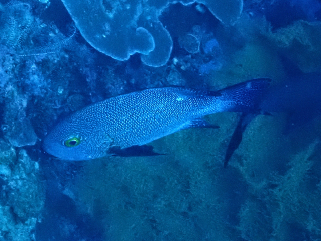 Click to View Black Snapper<br><span style='font-size:12px'><i>Dave & Rose</i></span>