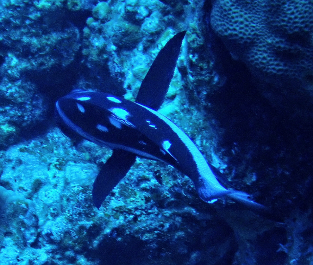 Click to View Black Snapper Juv<br><span style='font-size:12px'><i>Dave & Rose</i></span>