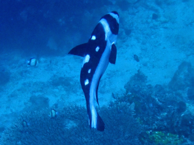 Click to View Black Snapper - juvenile<br><span style='font-size:12px'><i>Dave & Rose</i></span>