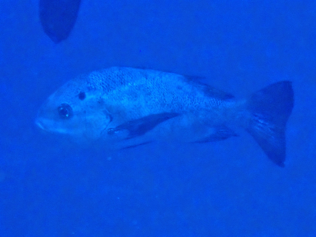 Click to View Black Snapper<br><span style='font-size:12px'><i>Dave & Rose</i></span>