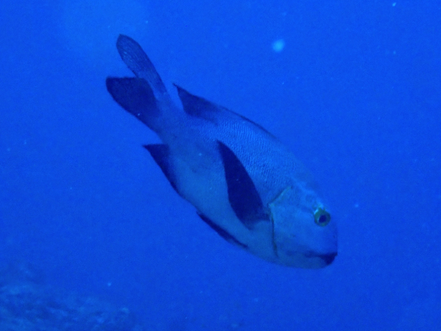 Click to View Black Snapper<br><span style='font-size:12px'><i>Dave & Rose</i></span>