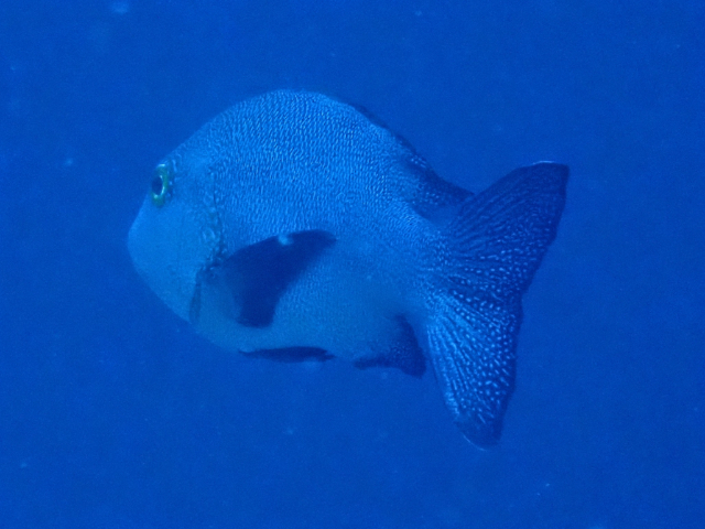 Black Snapper<br><span style='font-size:12px'><i>Dave & Rose</i></span>