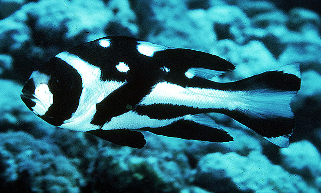 Click to View Black Snapper Juvenile<br><span style='font-size:12px'><i>Fishbase</i></span>