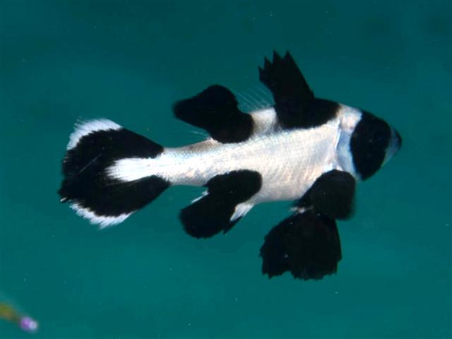 Click to View Black Snapper Juvenile<br><span style='font-size:12px'><i>Fishbase</i></span>