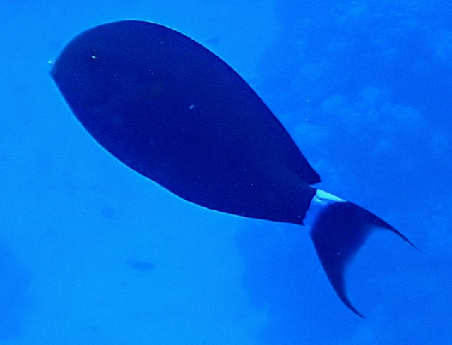 Click to View Black Surgeonfish<br><span style='font-size:12px'><i>Dave & Rose</i></span>