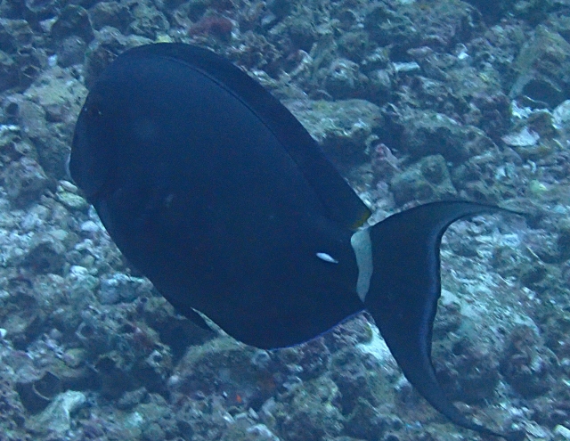 Click to View Black Surgeonfish<br><span style='font-size:12px'><i>Dave & Rose</i></span>