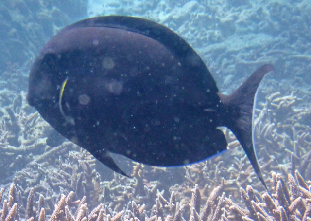 Click to View Black Surgeonfish<br><span style='font-size:12px'><i>Dave & Rose</i></span>