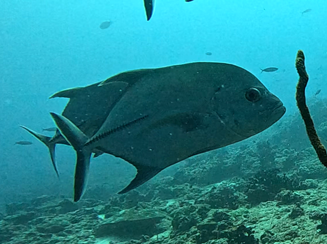 Click to View Black Trevally<br><span style='font-size:12px'><i>Dave & Rose</i></span>