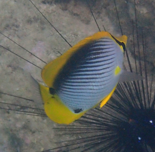 Click to View Black-backed Butterflyfish<br><span style='font-size:12px'><i>Dave & Rose</i></span>