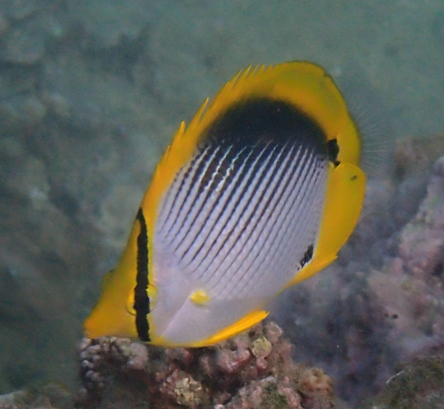 Click to View Black-backed Butterflyfish<br><span style='font-size:12px'><i>Dave & Rose</i></span>