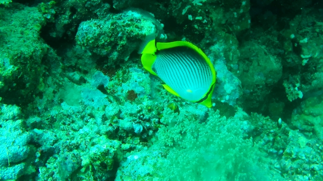 Click to View Black-backed Butterflyfish<br><span style='font-size:12px'><i>Dave & Rose</i></span>