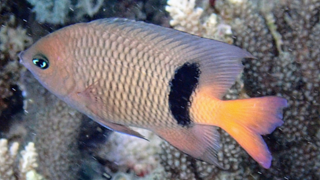Click to View Blackbar Damselfish<br><span style='font-size:12px'><i>Dave & Rose</i></span>