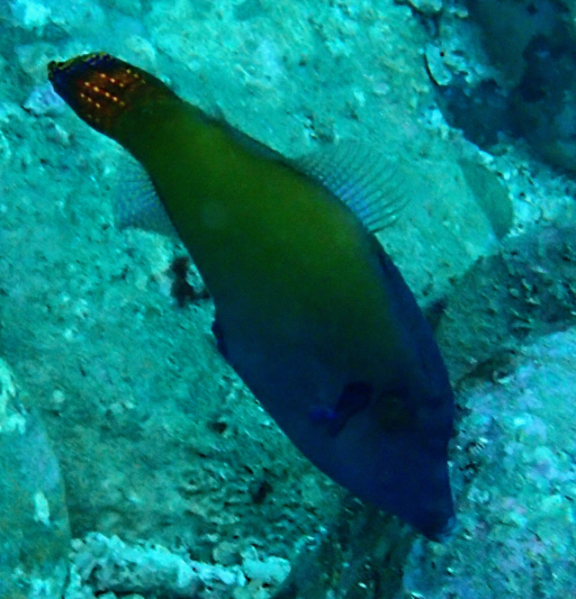 Click to View Blackbar Filefish<br><span style='font-size:12px'><i>Dave & Rose</i></span>