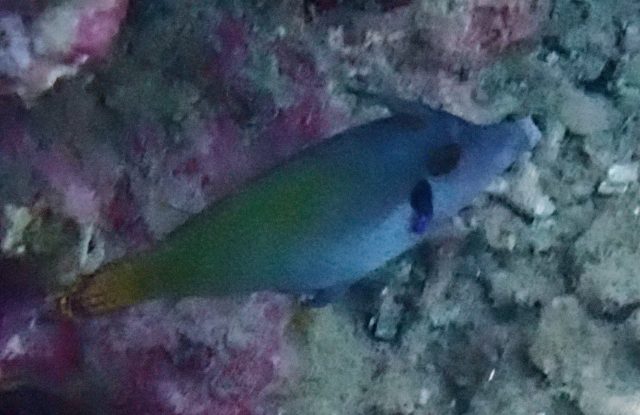 Click to View Blackbar Filefish<br><span style='font-size:12px'><i>Dave & Rose</i></span>