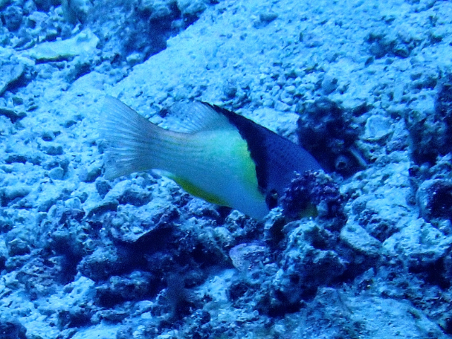 Click to View Blackbelt Hogfish<br><span style='font-size:12px'><i>Dave & Rose</i></span>