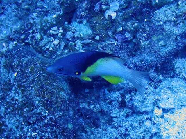 Click to View Blackbelt Hogfish<br><span style='font-size:12px'><i>Dave & Rose</i></span>