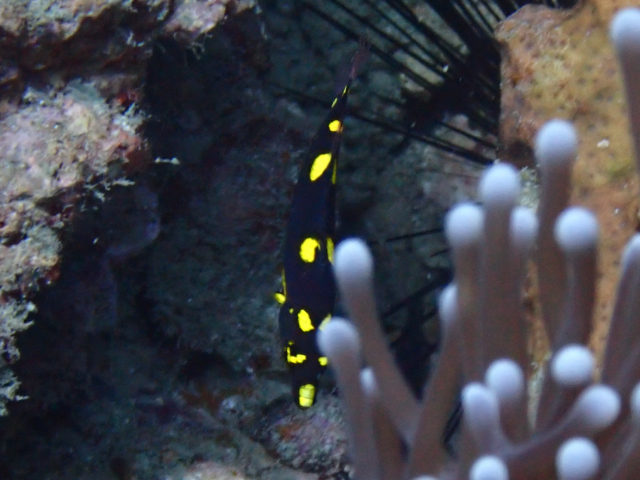 Click to View Blackbelt Hogfish - juvenile<br><span style='font-size:12px'><i>Dave & Rose</i></span>