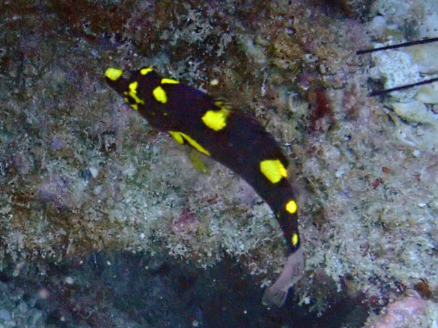 Click to View Blackbelt Hogfish - juvenile<br><span style='font-size:12px'><i>Dave & Rose</i></span>