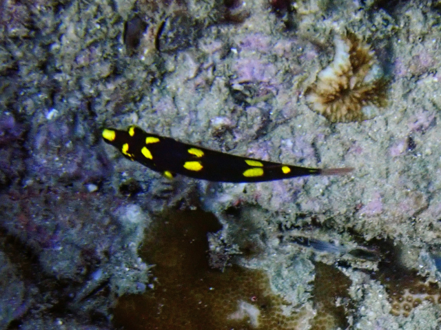 Click to View Blackbelt Hogfish - juvenile<br><span style='font-size:12px'><i>Dave & Rose</i></span>