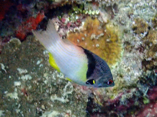 Blackbelt Hogfish<br><span style='font-size:12px'><i>Dave & Rose</i></span>