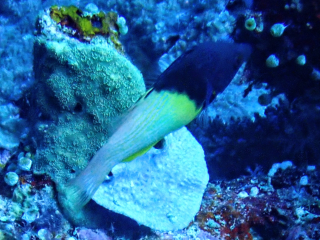 Blackbelt Hogfish<br><span style='font-size:12px'><i>Dave & Rose</i></span>