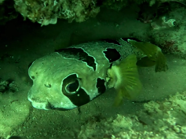 Black-Blotched Porcupinefish<br><span style='font-size:12px'><i>Dave & Rose</i></span>