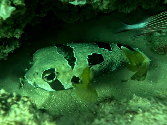 Black-Blotched Porcupinefish<br><span style='font-size:12px'><i>Dave & Rose</i>&nbsp&nbspMaldives&nbsp&nbsp4th Jan 2026</span>