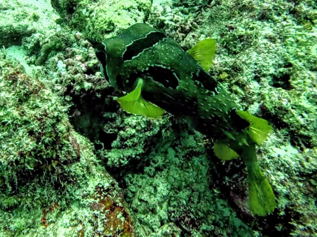 Black-Blotched Porcupinefish<br><span style='font-size:12px'><i>Dave & Rose</i></span>