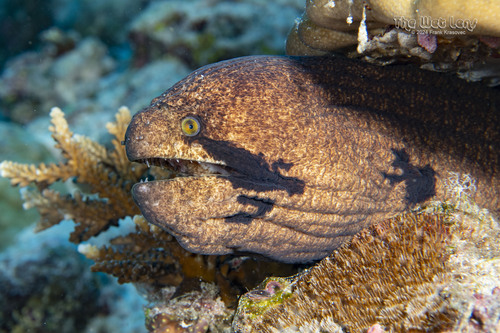Click to View Blackcheek Moray<br><span style='font-size:12px'><i>iNaturalist</i></span>