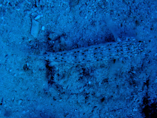 Click to View Black-dotted Sandperch<br><span style='font-size:12px'><i>Dave & Rose</i></span>