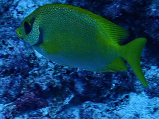 Click to View Blackeye Rabbitfish<br><span style='font-size:12px'><i>Dave & Rose</i></span>