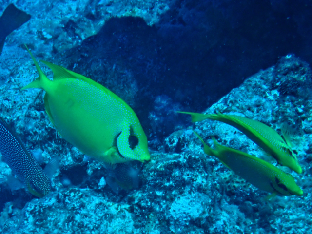 Click to View Blackeye Rabbitfish<br><span style='font-size:12px'><i>Dave & Rose</i></span>