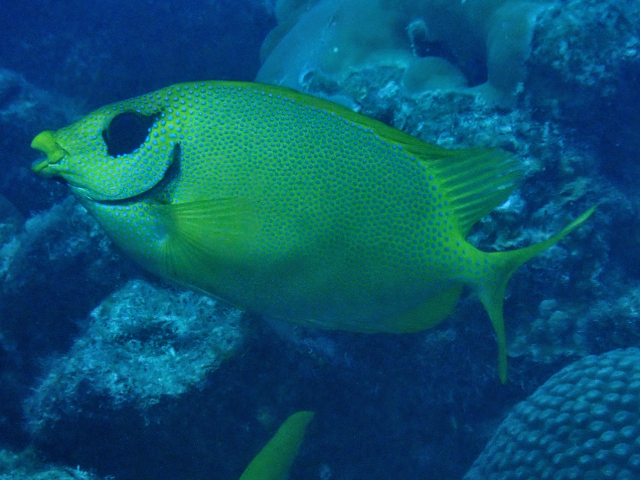 Click to View Blackeye Rabbitfish<br><span style='font-size:12px'><i>Dave & Rose</i></span>