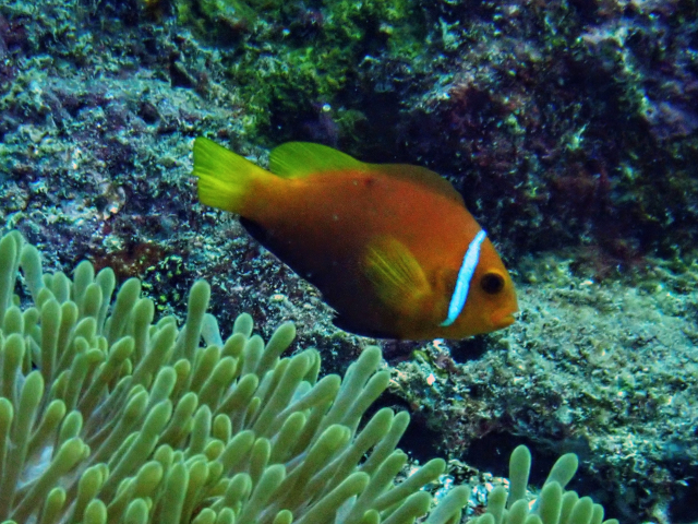 Click to View Blackfin Anemonefish<br><span style='font-size:12px'><i>Dave & Rose</i></span>