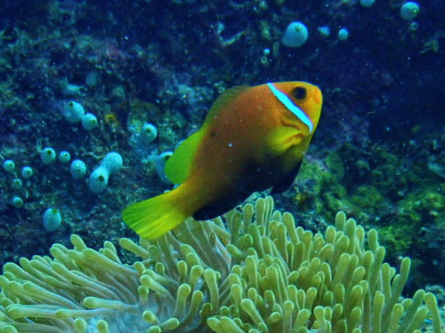 Click to View Blackfin Anemonefish<br><span style='font-size:12px'><i>Dave & Rose</i></span>