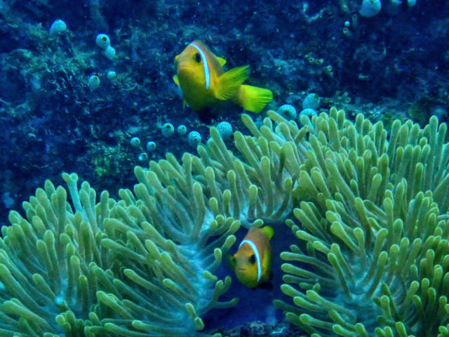 Click to View Blackfin Anemonefish<br><span style='font-size:12px'><i>Dave & Rose</i></span>