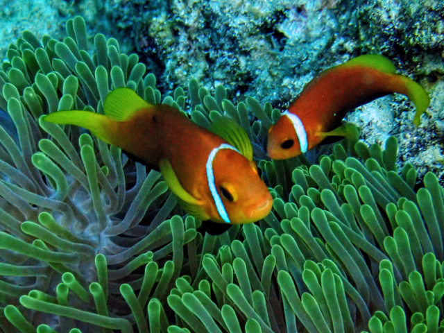 Click to View Blackfin Anemonefish<br><span style='font-size:12px'><i>Dave & Rose</i></span>