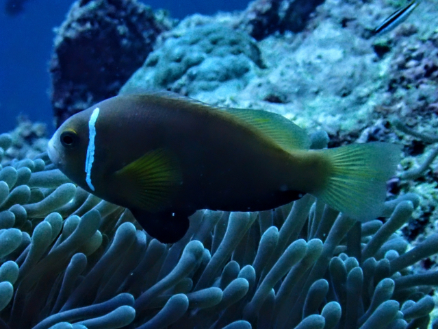 Click to View Blackfin Anemonefish<br><span style='font-size:12px'><i>Dave & Rose</i></span>