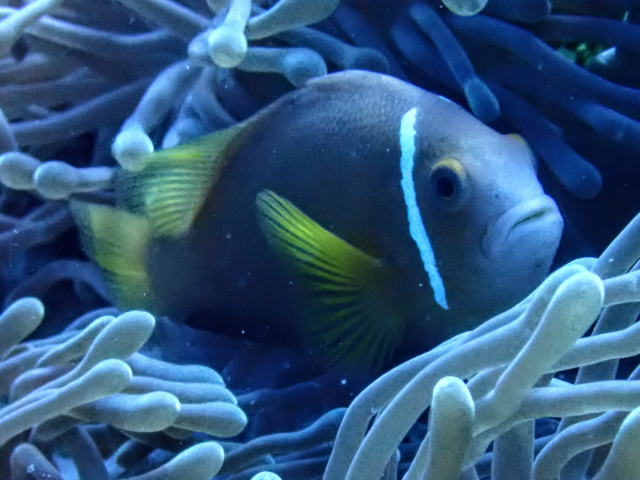 Blackfin Anemonefish<br><span style='font-size:12px'><i>Dave & Rose</i></span>