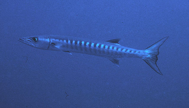 Click to View Blackfin Barracuda<br><span style='font-size:12px'><i>Fishbase</i></span>