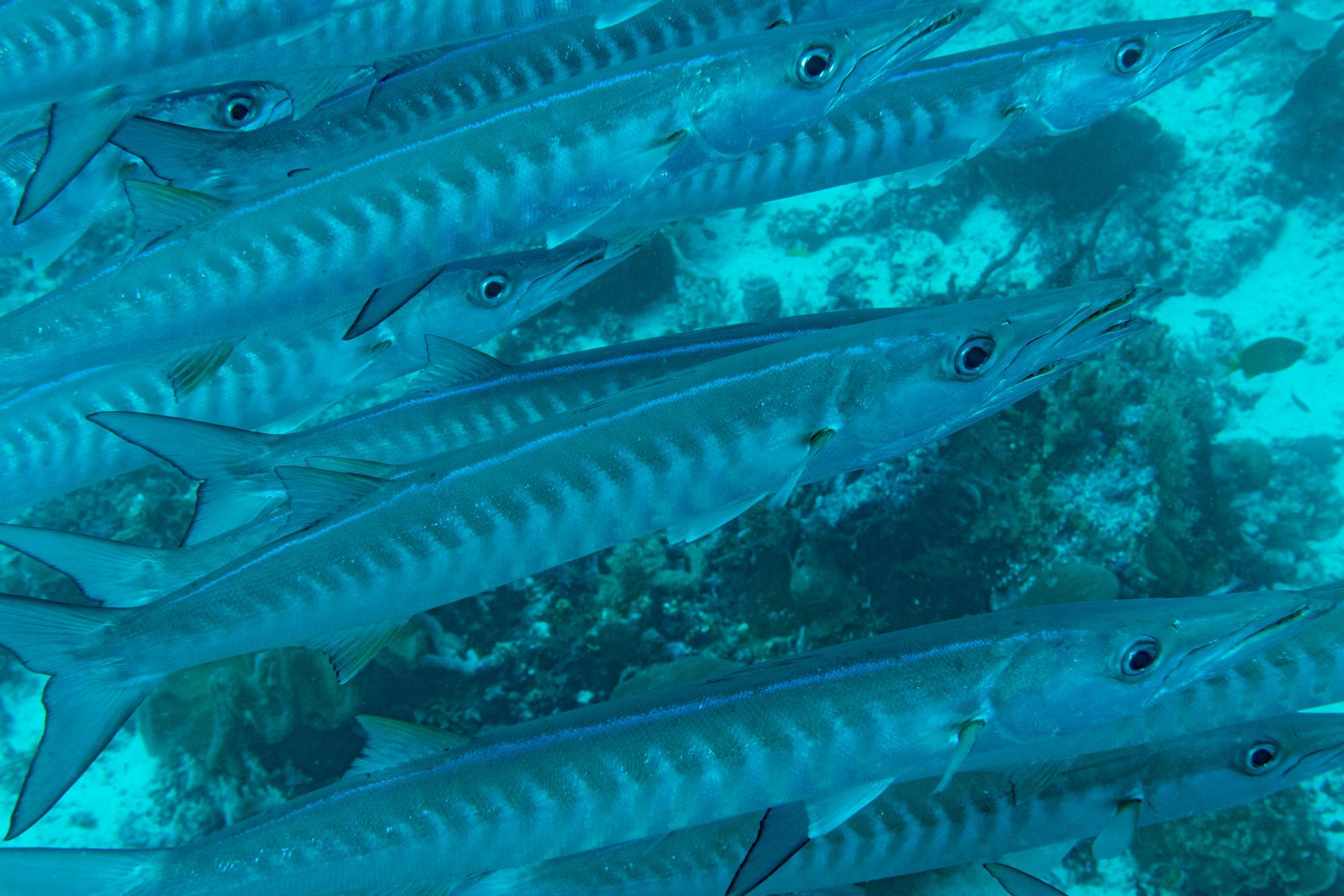 Click to View Blackfin Barracuda<br><span style='font-size:12px'><i>Fishbase</i></span>