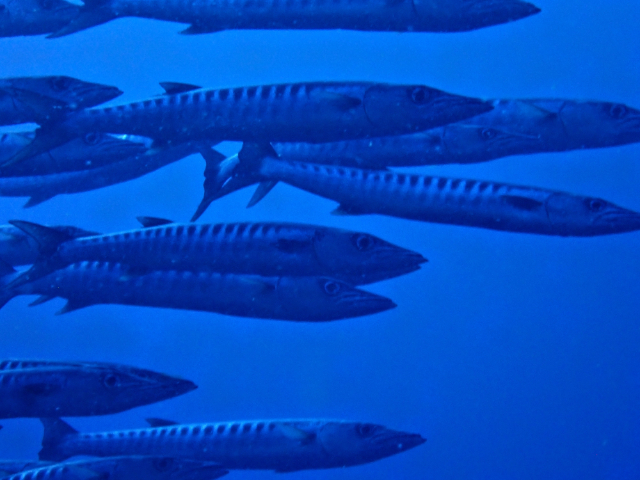 Blackfin Barracuda<br><span style='font-size:12px'><i>Dave & Rose</i></span>