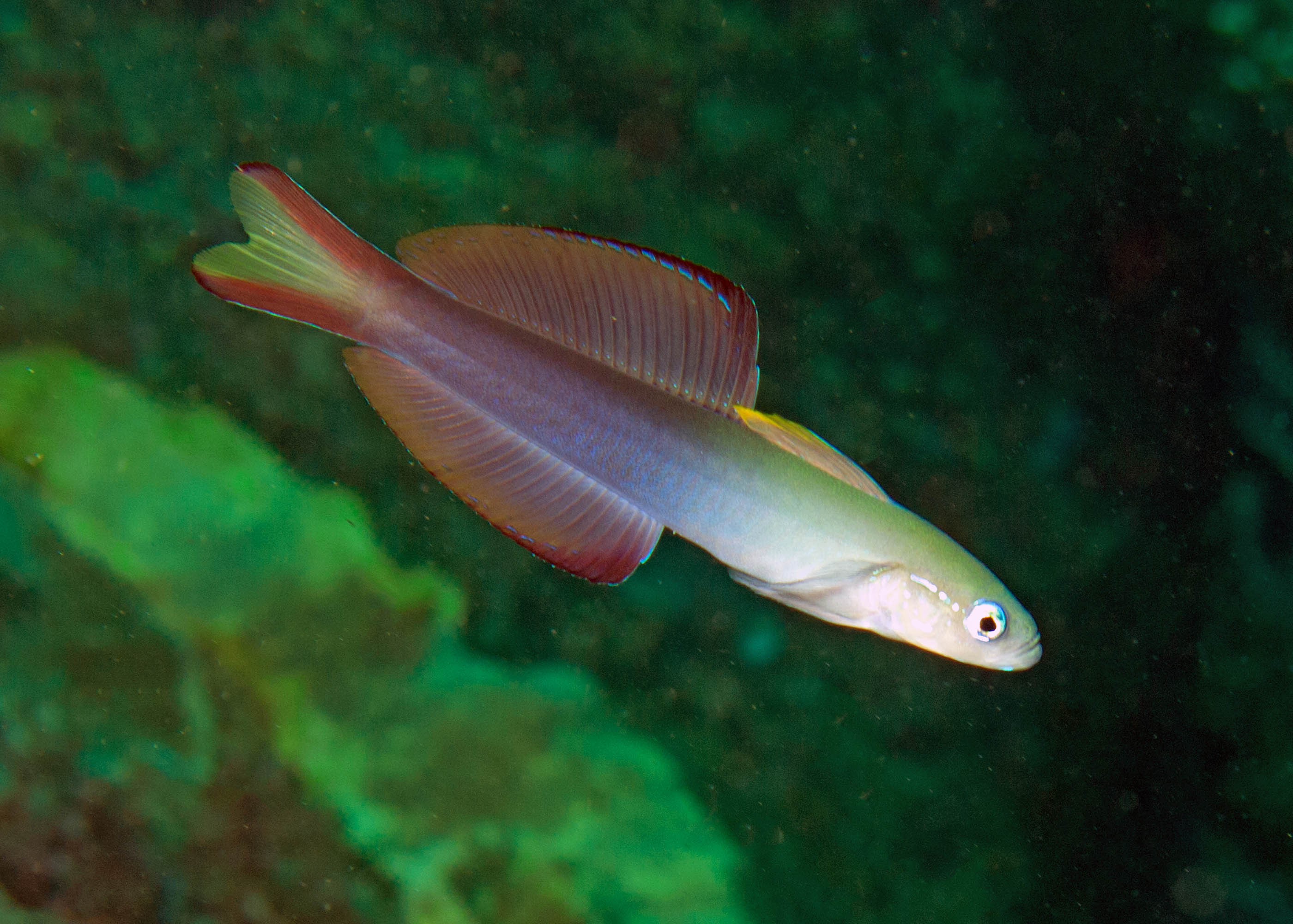 Click to View Blackfin Dartfish<br><span style='font-size:12px'><i>Fishbase</i></span>