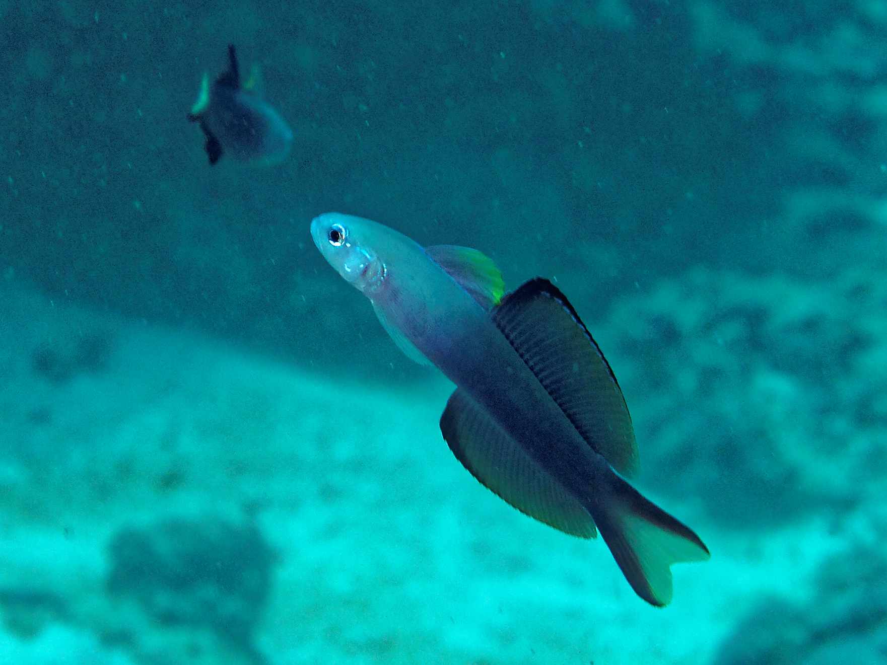 Click to View Blackfin Dartfish<br><span style='font-size:12px'><i>Fishbase</i></span>