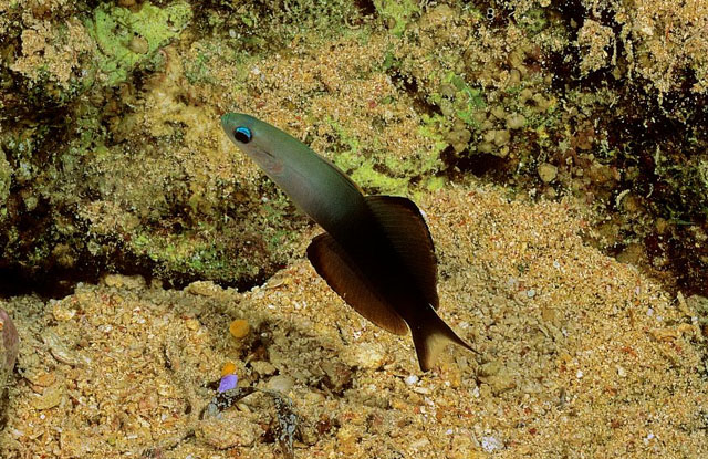 Click to View Blackfin Dartfish<br><span style='font-size:12px'><i>Fishbase</i></span>