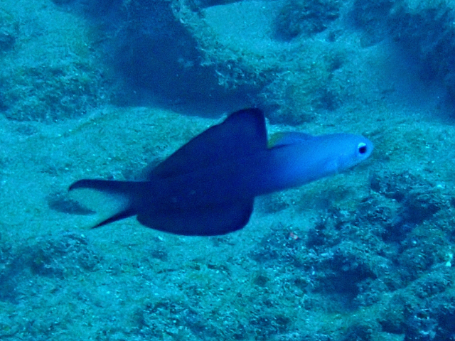 Click to View Blackfin Dartfish<br><span style='font-size:12px'><i>Dave & Rose</i></span>