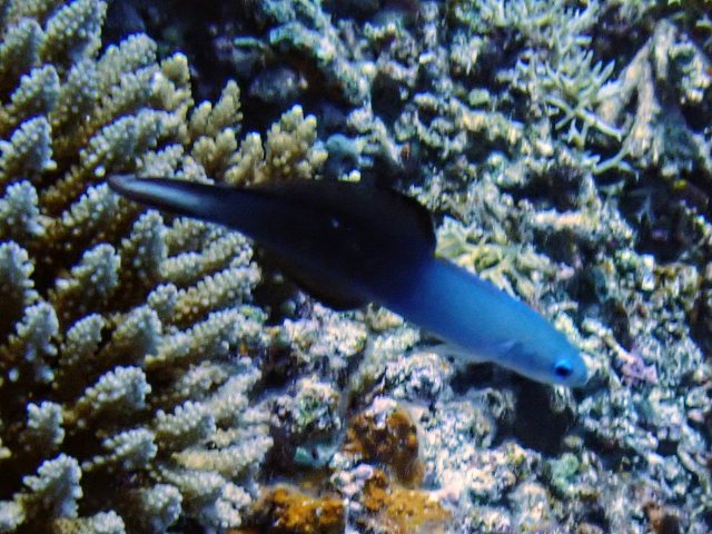 Click to View Blackfin Dartfish<br><span style='font-size:12px'><i>Dave & Rose</i></span>